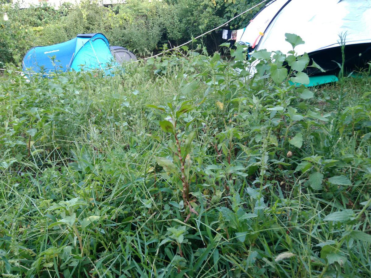 Camping Late Gjirokaster Ngoại thất bức ảnh
